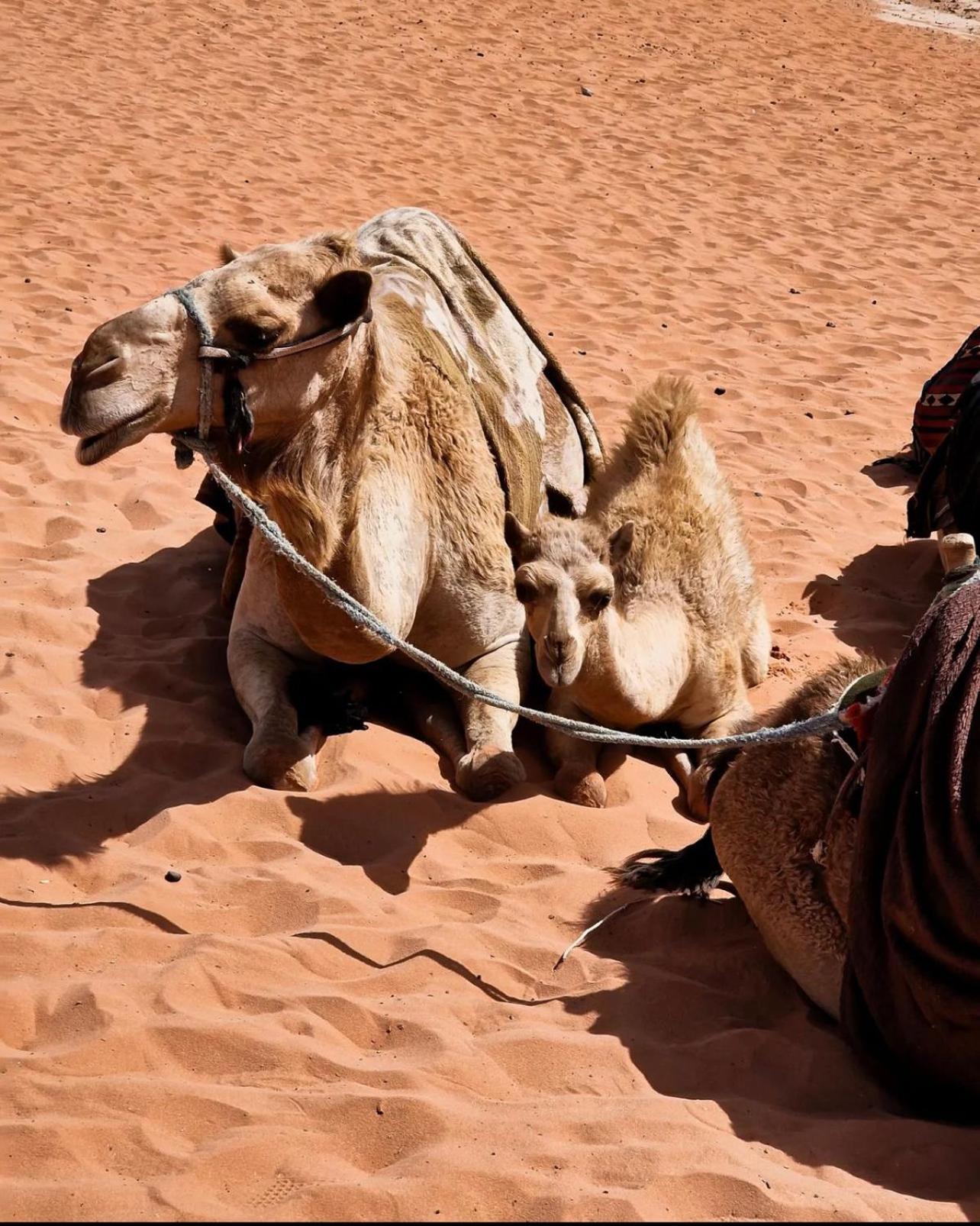 Rum Magic Luxury Camp Wadi Rum Esterno foto